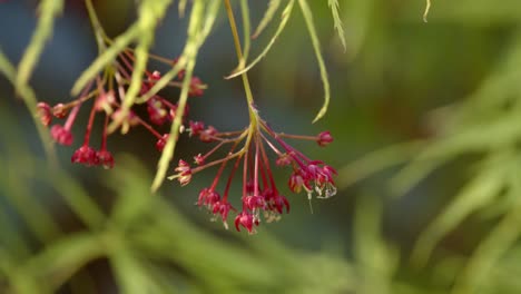 Acer-palmatum-Dissectum-leaf-with-seed-and-flower-3-CU