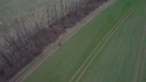 Aerial-Drone-High-Above-Single-Man-Walking-In-Europe-Countryside-Between-Row-Of-Autumn-Trees-And-Green-Grass-Field-In-Czech-Republic