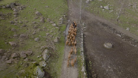 Amazing-aerial-view-of-farming-scene,-domestic-animal