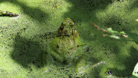 Nahaufnahme-Eines-Krötenfrosches-Im-Grünalgenwasser,-Der-Ein-Rippchen-Krächzt-Und-Wegspringt