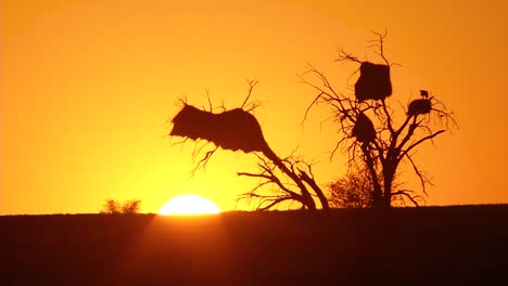 Weavers-nest-in-the-sunset