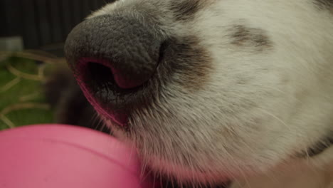 Wide-angle-close-up-shot-of-a-dogs-nose-sniffing