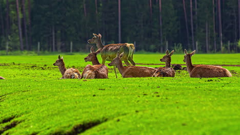 Herd-Of-Deers-Walking,-Grazing-And-Lying-On-The-Grassland-Near-The-Forest