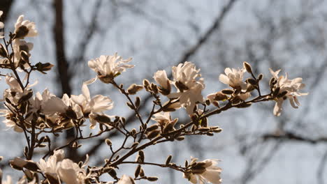 A-stationary-close-up-footage-of-Magnolia-flowers-in-bloom-from-its-tree