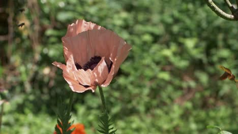 Two-Bees-Leaving-Pale-Pink-Poppy-And-Hovering-In-Slow-Motion