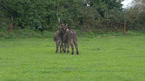 Two-Black-Donkeys-Licking-Each-Other-On-The-Ireland-Farm,-In-Laois-County,-Europe