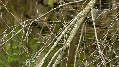 Nahaufnahme-Von-Farbigen-Kleinen-Vögeln,-Die-Blackburnian-Warbler-Picken