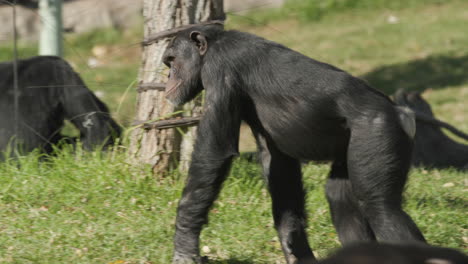Tracking-a-chimpanzee-as-he-walks-along-the-grass-in-the-ape-enclosure-at-a-zoo