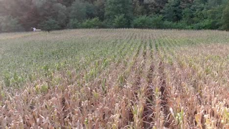 Drone-footage-over-corn-field.-Harvest,-Green,-Sun
