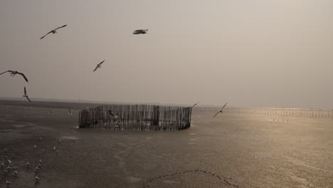 Seagulls-Flying-in-Slow-motion-in-a-Quiet-Mangrove-Seaside,-Sunset,-Bangkok,-Bang-Pu