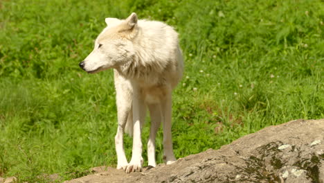 A-lone-Arctic-wolf-stands-on-a-small-rock-outcrop-as-a-gentle-breeze-blows,-Canis-lupus-arctos