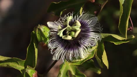 Exotic-purple-Passion-fruit-flower-swaying-in-the-wind,-sunny-day