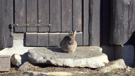Cute-brown-rabbit-relaxing-in-warm-sun-while-sitting-on-doorstep-outside-barn---Static-clip-of-mixed-race-tame-and-wild-rabbit