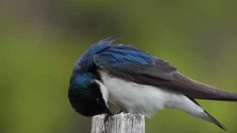 Beautiful-cute-little-blue-white-bird-sitting-outdoors-on-wooden-log