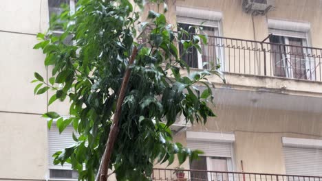 A-small-tree-crown-bends-from-stormy-weather-and-rain-against-the-background-of-a-building