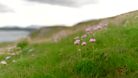 A-close-up-ground-level-shot-of-a-small-clump-of-pink-flowering-sea-thrift-gently-sways-in-the-breeze