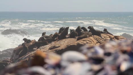 Cape-Fur-Seal-on-the-west-coast-of-south-africa
