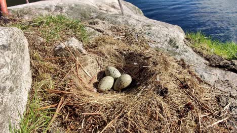 Three-green-seagull-eggs-laying-in-nest-at-small-rocky-island-in-Norwegian-fjord---Closeup-moving-backwards-to-reveal-surroundings