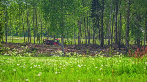 Hochleistungstraktor-Sammelt-Gefällte-Bäume-Auf-Einem-Anhänger-In-Einem-Offenen-Waldgebiet