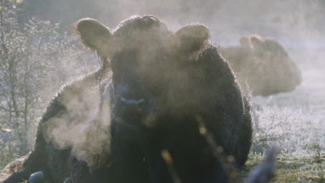 Beautiful-static-shot-of-a-galloway-cow-laying-down-on-a-chilly-morning-with-misty-breath,-slow-motion