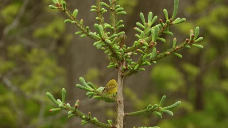 Hermoso-Pájaro-Curruca-Amarillo-Hembra-En-Un-Pequeño-Arbusto-En-Medio-Del-Bosque