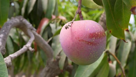 Close-up-of-Organic-Non-GMO-Ripe-Mango-Fruit-hanging-from-tree
