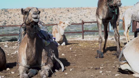 El-Camello-Marrón-Se-Levanta-Y-Otros-Camellos-Se-Quedan-Sentados-En-El-Suelo-En-Una-Granja-Del-Desierto