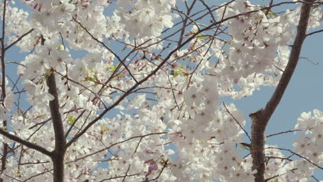 Slow-motion-close-up-of-cherry-tree-branches-swaying-in-the-breeze