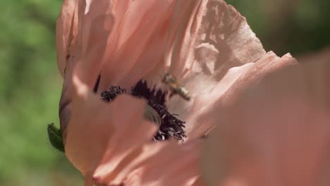 Macro-Shot-Of-Pale-Pink-Poppy-With-A-Bee-Flying-By,-Slow-Motion