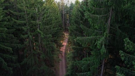 A-traveler-with-a-backpack-walks-through-a-dense-coniferous-forest-along-a-path-with-shining-rays-among-the-trees-from-the-setting-sun---drone-view