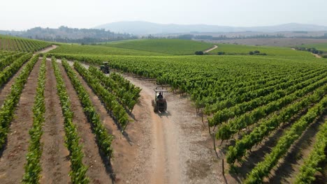 Dolly-in-aerial-view-of-a-transporter-tractor-driving-through-the-middle-of-two-grape-vines-in-a-vineyard