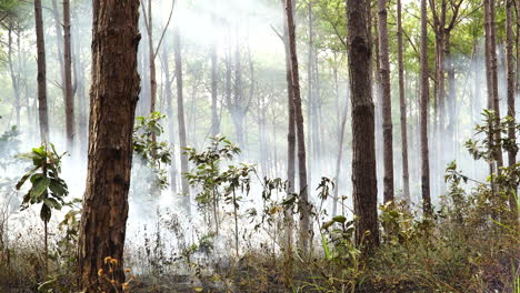 Static-shot-of-smoke-in-forest-coming-from-fire-outbreak