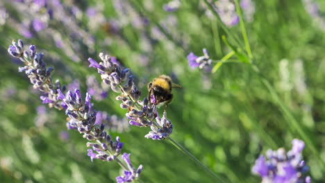 Bumblebee-on-flower-of-lavender-with-blurred-background