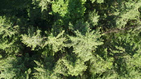 Aerial-drone-slowly-descends-over-trees-in-forest