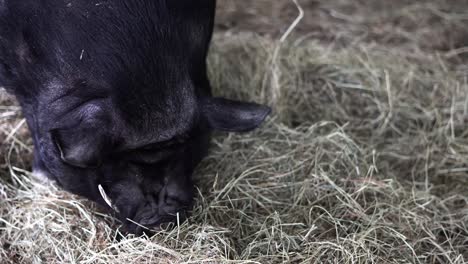 Close-shot-of-black-pig-eating-stack-of-hay