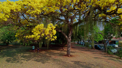 People-enjoying-shade-of-beautiful-golden-trumpet-tree