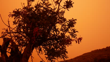 árbol-Bajo-La-Neblina-Roja-Causada-Por-El-Viento-Del-Desierto-Del-Sahara-Lleno-De-Arena-Y-Polvo-Rojo