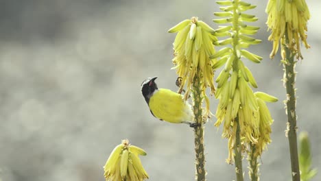 The-bananaquit-also-known-as-sugar-thief-drinks-nectar-on-aloe-vera---a-slow-motion-shot