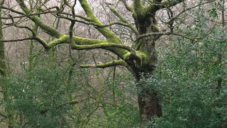 A-close-up-of-an-old-tree-in-an-English-woodland-area