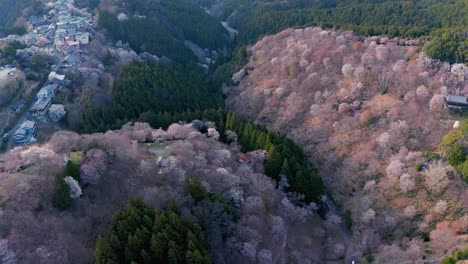 Flores-De-Cerezo-Florecen-Sobre-La-Montaña-Yoshino,-Primavera-En-Nara-Aérea