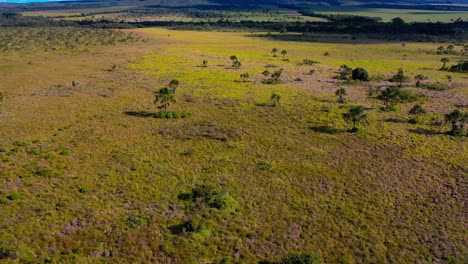 Drought-in-the-Brazialian-savannah-caused-by-deforestation---aerial-flyover