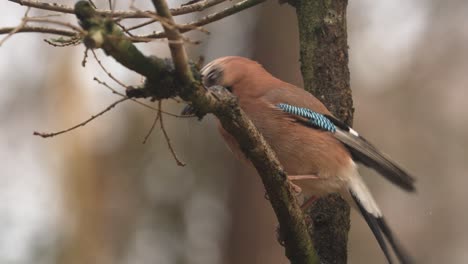 A-stationary-close-footage-of-a-Jay