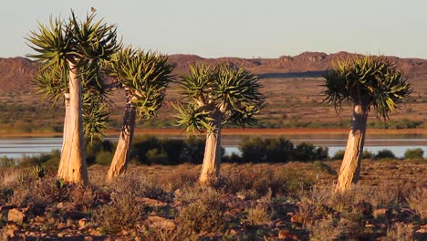 Koker-boom-or-quiver-tree-of-the-Northern-Cape,-South-Africa