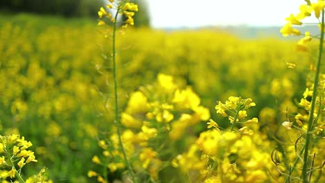 Bees-collecting-nectar-and-pollen-on-a-blossom-yellow-rapeseed-flower-in-a-natural-landscape