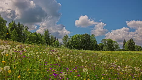 Idyllic-blue-sky-with-white-clouds-over-dandelion-meadow-with-forest