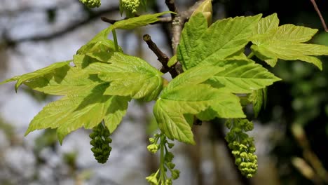 Newly-unfurled-Sycamore-Tree-leaves-and-flowers
