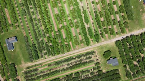 Beautiful-green-orchard-with-rows-of-fruit-trees,-top-down-drone-aerial