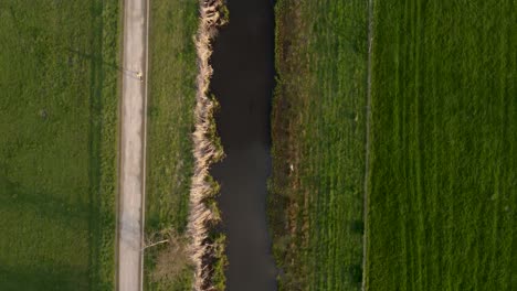 Bird's-eye-view-of-a-jogger-in-the-sunny-fields