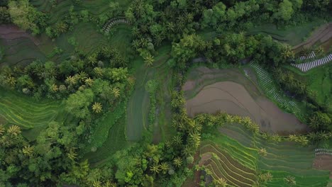 Drone-Birds-Eye:-Idyllic-green-Plantation-with-growing-vegetables-in-countryside-of-Magelang,Indonesia