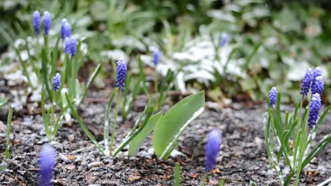 Snow-lightly-falling-over-a-garden-full-of-Grape-Hyacinth-flowers